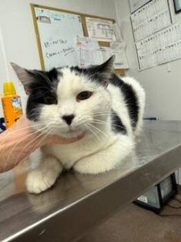 Domestic Short Hair Cats Available for Adoption - Eva | PetCurious