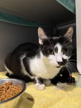 BETTY BOOP -  Domestic Short Hair Cat for Adoption in Leesburg, Virginia - BETTY BOOP | PetCurious