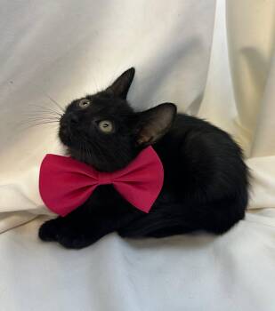 Domestic Short Hair Cats Available for Adoption in Margate, Florida - Blueberry | PetCurious