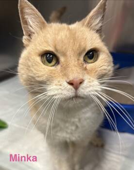 Minka -  Tabby Cat for Adoption in Las Vegas, Nevada - Minka | PetCurious