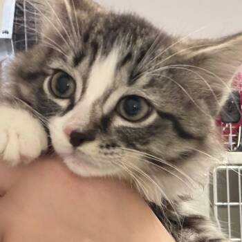 Aladdin -  Domestic Long Hair Cat for Adoption in Calverton, New York - Aladdin | PetCurious