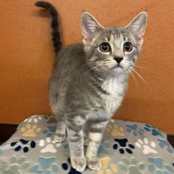 Iris -  Domestic Short Hair Cat for Adoption in Rochester, Minnesota - Iris | PetCurious