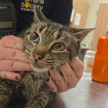 Domestic Short Hair Cats Available for Adoption - Gaston | PetCurious