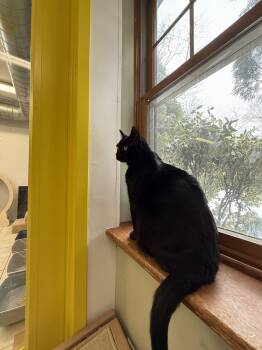 Domestic Short Hair Cats Available for Adoption - Batman | PetCurious