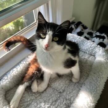American Shorthair Cats Available for Adoption in Belmont, North Carolina - Laila | PetCurious