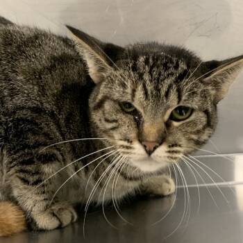 Rescue Domestic Short Hair Cats for Adoption in Washburn, Missouri - Lyra | PetCurious