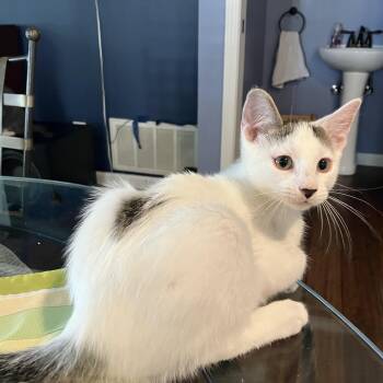 Queso -  Domestic Short Hair Cat for Adoption in Unionville, Missouri - Queso | PetCurious