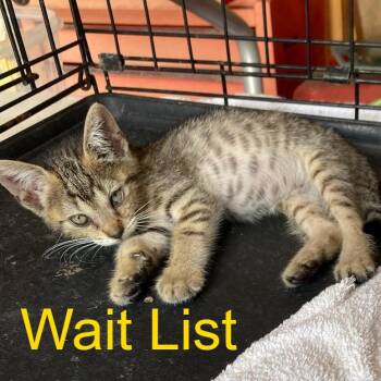 Kaya -  Domestic Short Hair Cat for Adoption in Livingston, Texas - Kaya | PetCurious