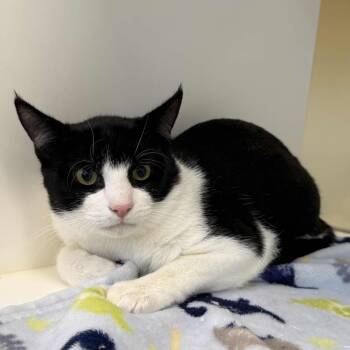 Domestic Short Hair Cats Available for Adoption - Tabasco | PetCurious