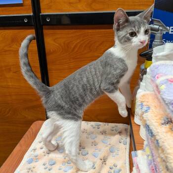 Dipper -  Domestic Short Hair Cat for Adoption in Chico, California - Dipper | PetCurious