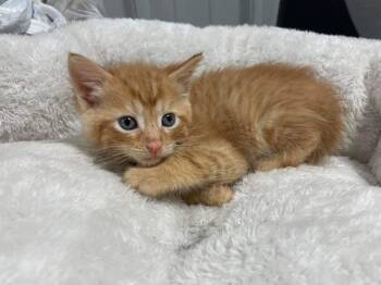 Saturn -  Domestic Short Hair Cat for Adoption in Cromwell, Kentucky - Saturn | PetCurious