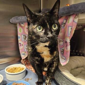 Domestic Short Hair Cats Available for Adoption - Pi | PetCurious