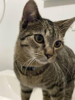 American Shorthair Cats Available for Adoption - CALISTA & CHARLIE | PetCurious