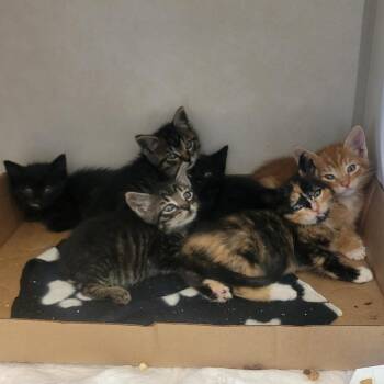 Admiral Fluff-N-Stuff -  Domestic Short Hair Cat for Adoption in Westminster, California - Admiral Fluff-N-Stuff | PetCurious