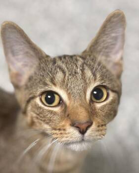 Teddy -  Domestic Short Hair Cat for Adoption in Jackson, Michigan - Teddy | PetCurious