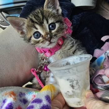 Artemis II -  Domestic Short Hair Cat Available for Adoption in Mount Pleasant, South Carolina - Artemis II | PetCurious