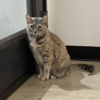Sylvia aka Sol -  Domestic Short Hair Cat for Adoption in Tustin, California - Sylvia Aka Sol | PetCurious