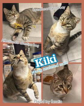 Domestic Short Hair Cats Available for Adoption in Brigham City, Utah - Kiki | PetCurious