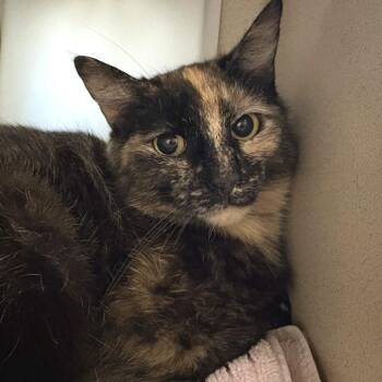 Domestic Short Hair Cats Available for Adoption in Gloucester, Virginia - Fresca | PetCurious