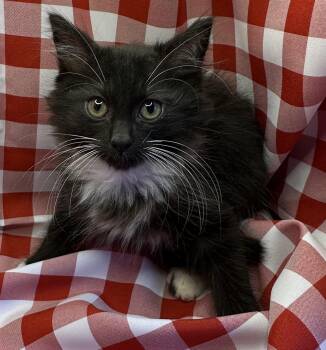 Fah-Fah -  Domestic Long Hair and Maine Coon Cat for Adoption in San Diego, California - Fah-Fah | PetCurious