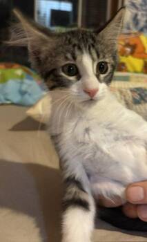 Red Rover -  Domestic Long Hair Cat for Adoption in Wheaton, Illinois - Red Rover | PetCurious