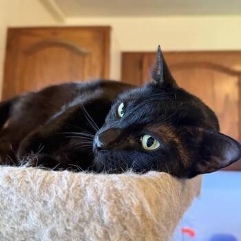 Mahealani -  Domestic Short Hair and American Shorthair Cat for Adoption in Wahiawa, Hawaii - Mahealani | PetCurious