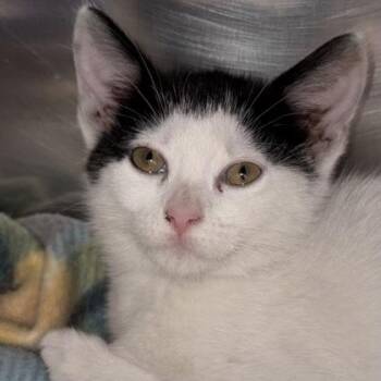 Pepper -  Domestic Short Hair Cat for Adoption in North Myrtle Beach, South Carolina - Pepper | PetCurious