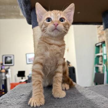 Pele -  Domestic Short Hair Cat for Adoption in Prosper, Texas - Pele | PetCurious