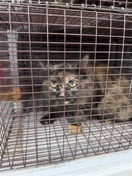 Domestic Short Hair Cats Available for Adoption in Houston, Texas - A655446 | PetCurious