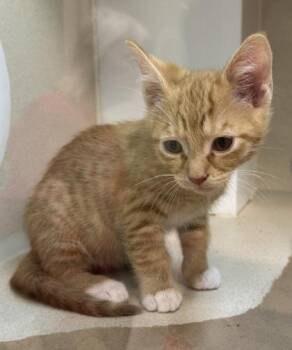 Cinna -  Domestic Short Hair Cat for Adoption in Bellevue, Washington - Cinna | PetCurious
