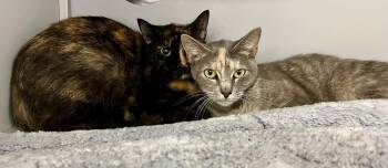 Plum -  Domestic Short Hair Cat for Adoption in Moundsville, West Virginia - Plum | PetCurious