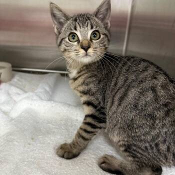 Missie -  Domestic Short Hair Cat for Adoption in Jupiter, Florida - Missie | PetCurious