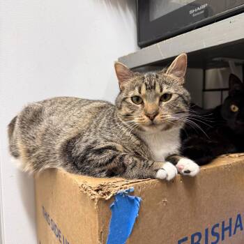 Domestic Short Hair Cats Available for Adoption - Vel & Vita | PetCurious