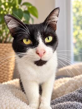 Gizmo -  Tuxedo Cat for Adoption in Los Angeles, California - Gizmo | PetCurious