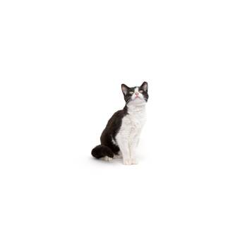 Domestic Short Hair Cats Available for Adoption in Los Angeles, California - Foxy | PetCurious