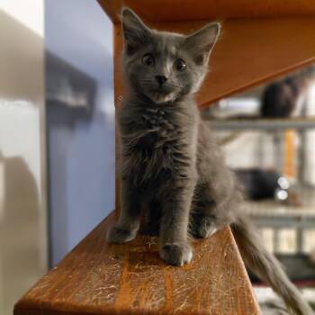 Shiva -  Domestic Long Hair Cat for Adoption in Littleton, New Hampshire - Shiva | PetCurious