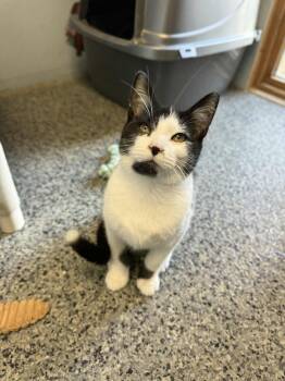 Rescue Domestic Short Hair Cats for Adoption in Penn Yan, New York - Pirate | PetCurious
