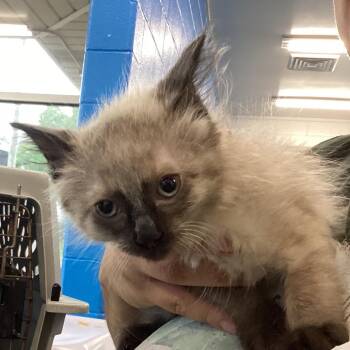 Domestic Short Hair Cats Available for Adoption in Montgomery, Alabama - Jamie | PetCurious