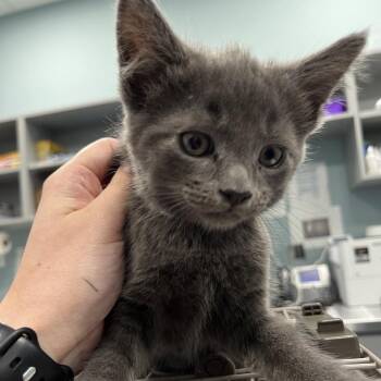Domestic Short Hair Cats Available for Adoption in Greensboro, North Carolina - Multigrain | PetCurious