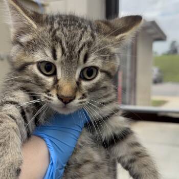 Domestic Short Hair Cats Available for Adoption in Columbiana, Alabama - Laundry Detergent | PetCurious