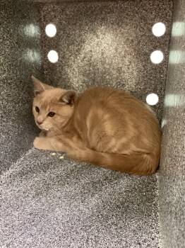 Rescue Domestic Short Hair Cats for Adoption in Athens, Tennessee - Bear | PetCurious