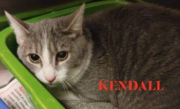 Rescue Domestic Short Hair Cats for Adoption in Johnson City, Tennessee - Kendall/Jack (Michael Dr) | PetCurious