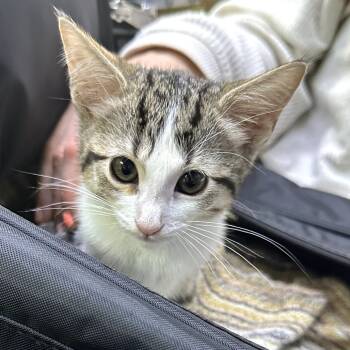Rescue Domestic Short Hair Cats for Adoption in Austin, Texas - Kholrabi | PetCurious