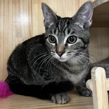Midas -  Domestic Short Hair Cat for Adoption in Yucca Valley, California - Midas | PetCurious
