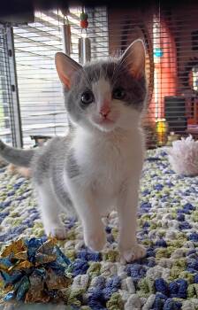 Nino -  Domestic Short Hair Cat for Adoption in Santa Cruz, California - Nino | PetCurious