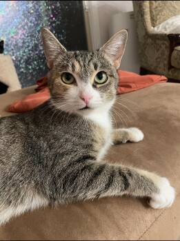 Rescue Domestic Short Hair Cats for Adoption in Oceanside, California - Lottie | PetCurious