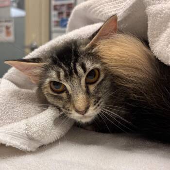 Two Socks -  Domestic Medium Hair Cat for Adoption in Murray, Utah - Two Socks | PetCurious