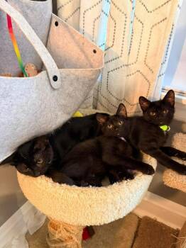Domestic Short Hair Cats Available for Adoption in Chicago, Illinois - Blade | PetCurious