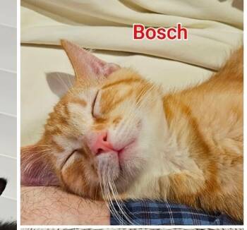 Rescue Domestic Short Hair Cats for Adoption in Grand Rapids, Michigan - Bosch | PetCurious
