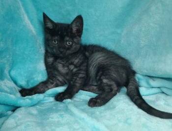 Domestic Short Hair Cats Available for Adoption in Lake City, Michigan - 7060 (Smoke) | PetCurious